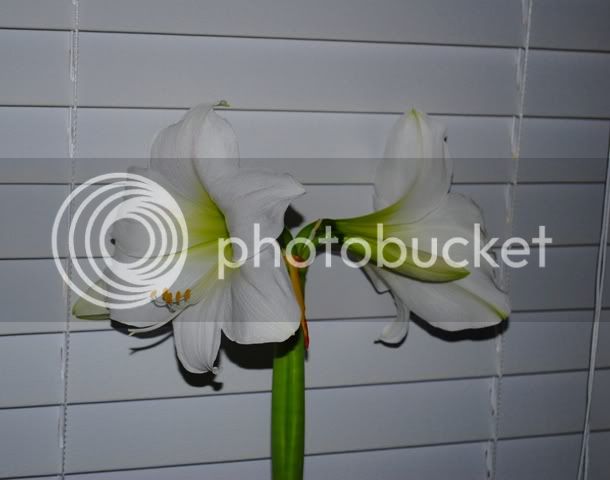 Indoorflowerwithflash.jpg