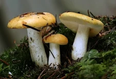 Ockertäubling / Russula ochroleuca Fr. - Pilzverein Region Baden