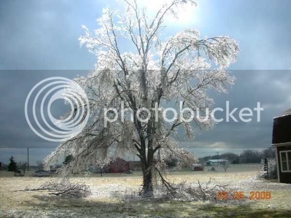 IceStormTree20001.jpg