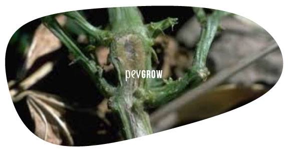 Image showing the trunk of a cannabis plant infected with F. Oxysporum*