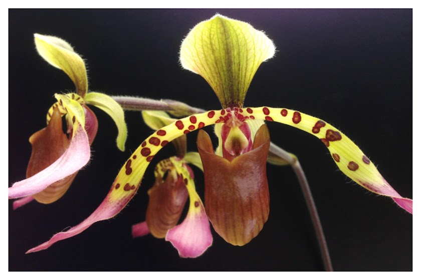 Paph+lowii_1.jpg