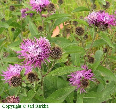 Centaurea%20phrygia.jpg