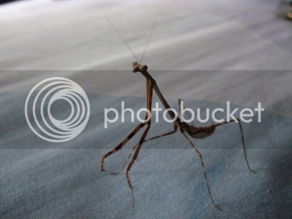 Mymantids027.jpg