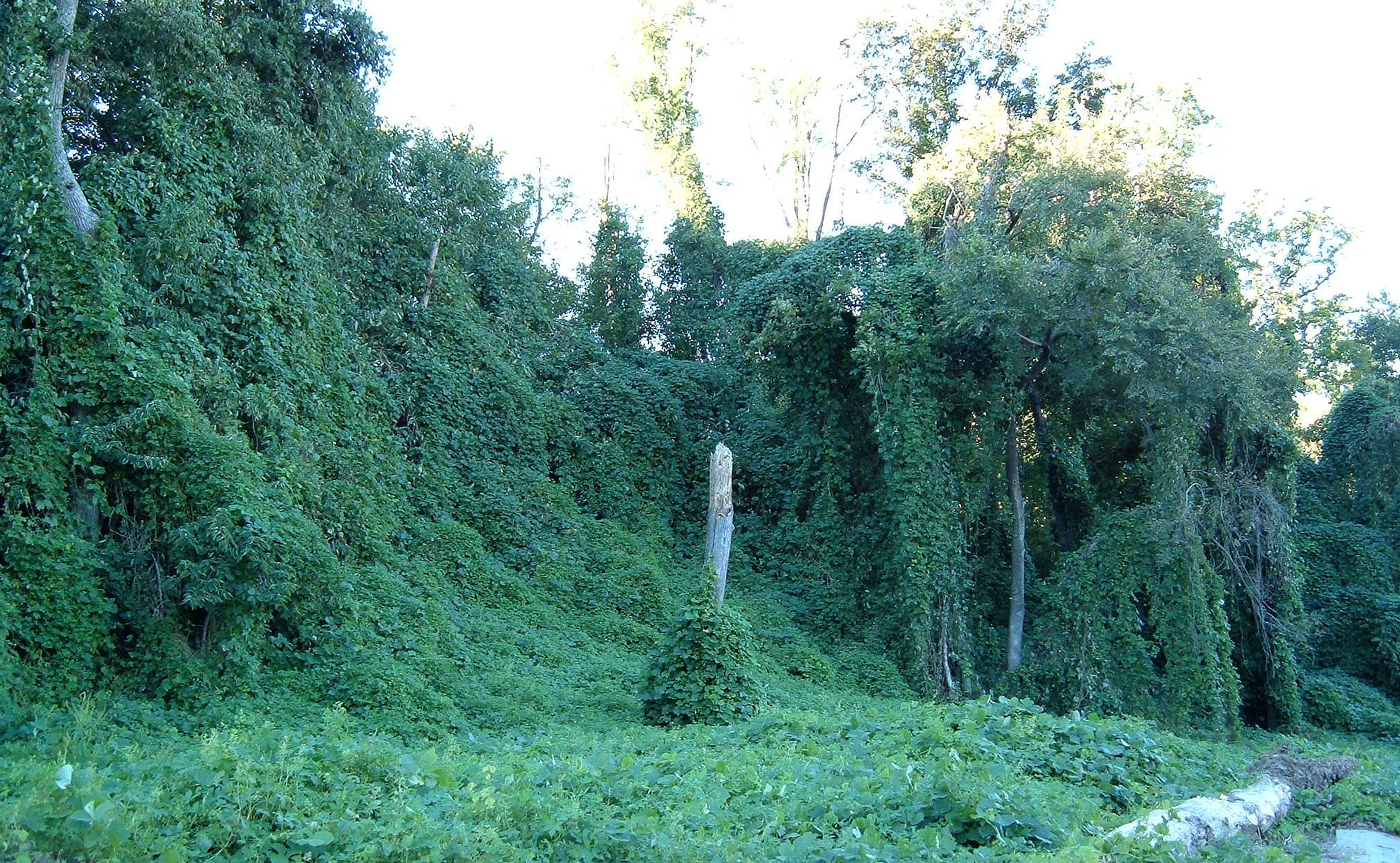 Kudzu_on_trees_in_Atlanta%2C_Georgia.jpg