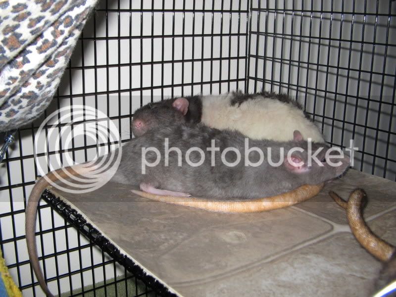 Ratties003.jpg