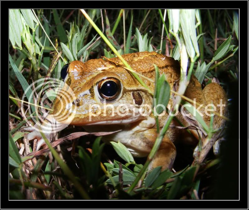 frog6.jpg