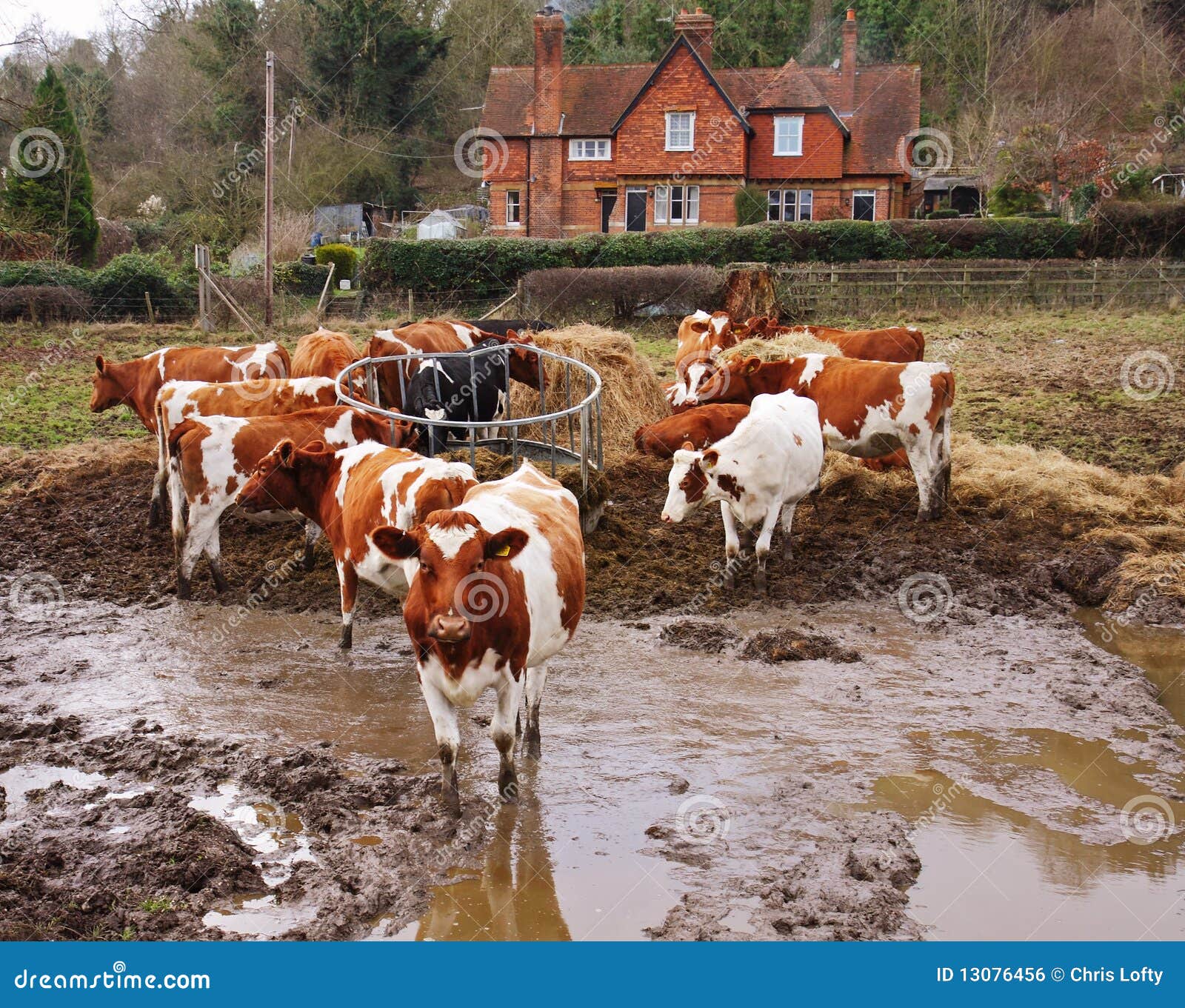 grazing-cattle-mud-13076456.jpg