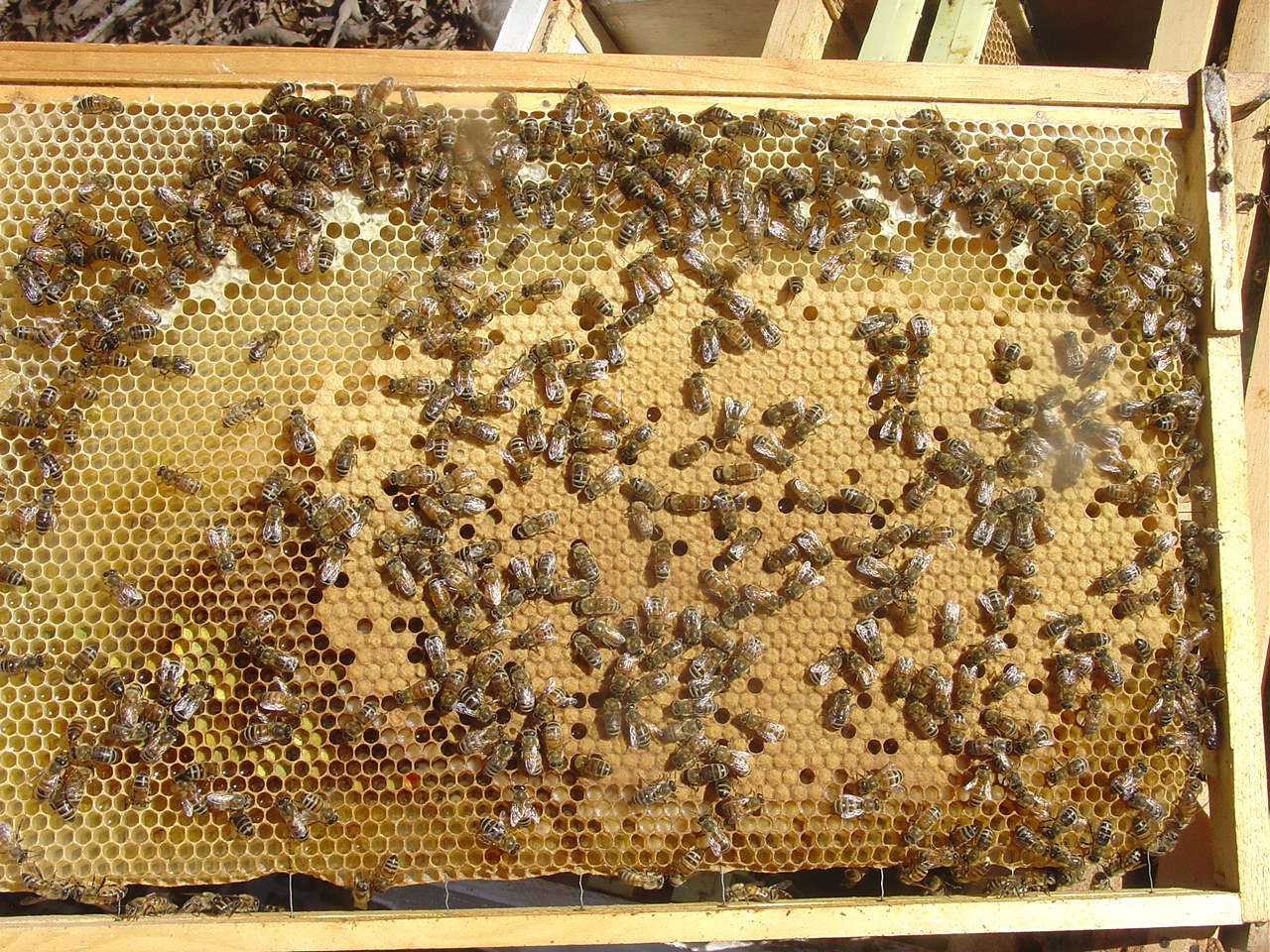 brood.frame.3.jpg