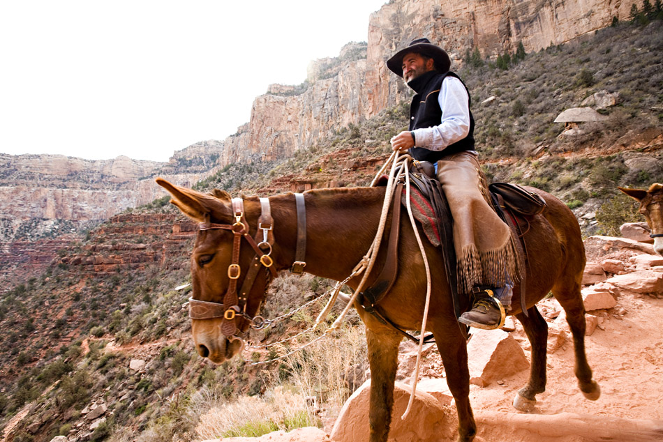 mule-grandcanyon.jpg