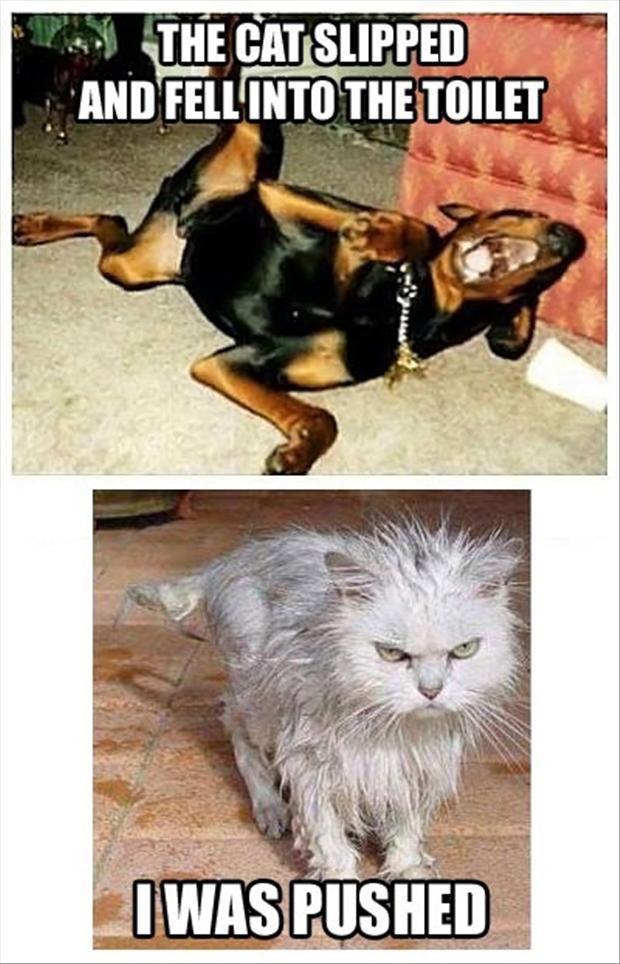 funny-dogs-and-cats.jpg