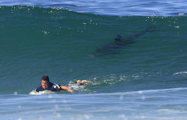 surfeur-requin.jpg