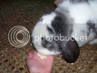 Bunnypictures-Leanne519.jpg