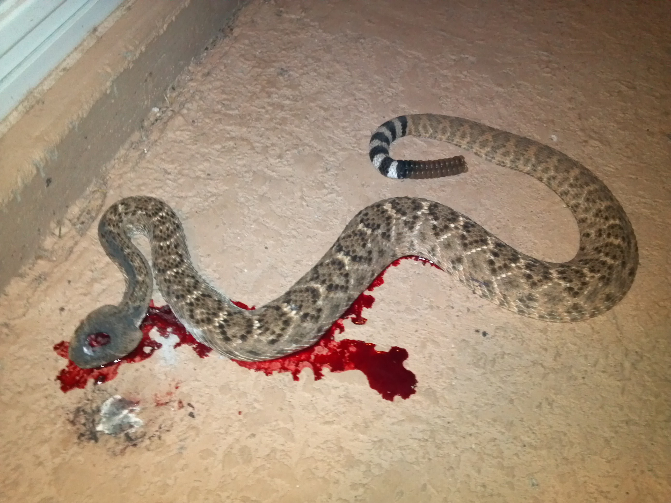 Dead-Rattlesnake.jpg
