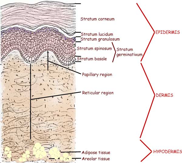 SkinLayers.jpg