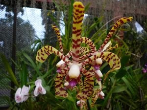 Orchid+Sp.+in+Horton+Plains+001.jpg
