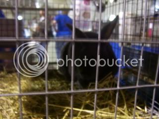 Bunnypictures-Leanne066.jpg