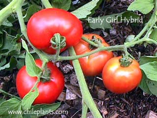 early-girl-vff-hybrid-improved-tomato-seeds.jpg