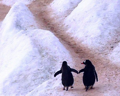 penguin-love.jpg