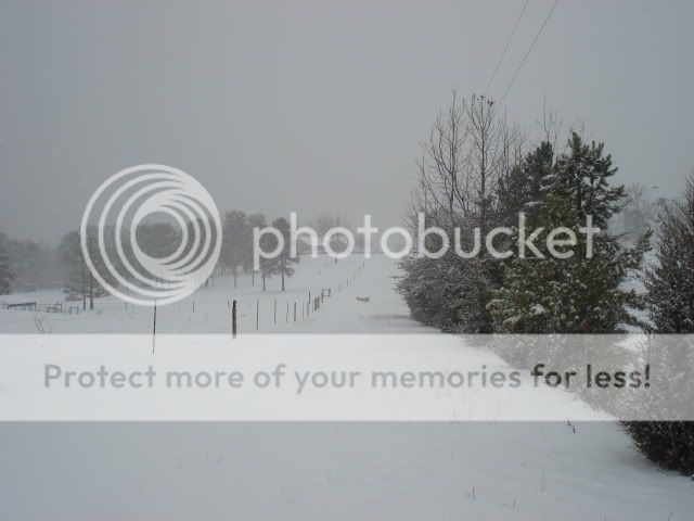 snowpics12-201001-2011022.jpg