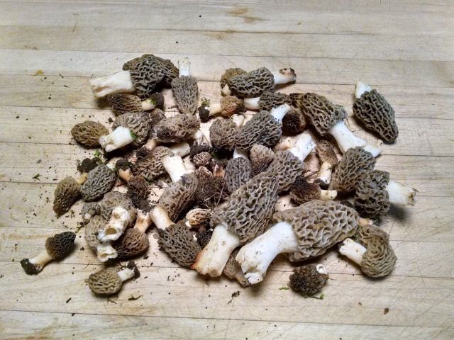 Morels4-16-15_zpstddlsoi3.jpg