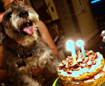 dog-birthday-cake-2-21613024.jpg