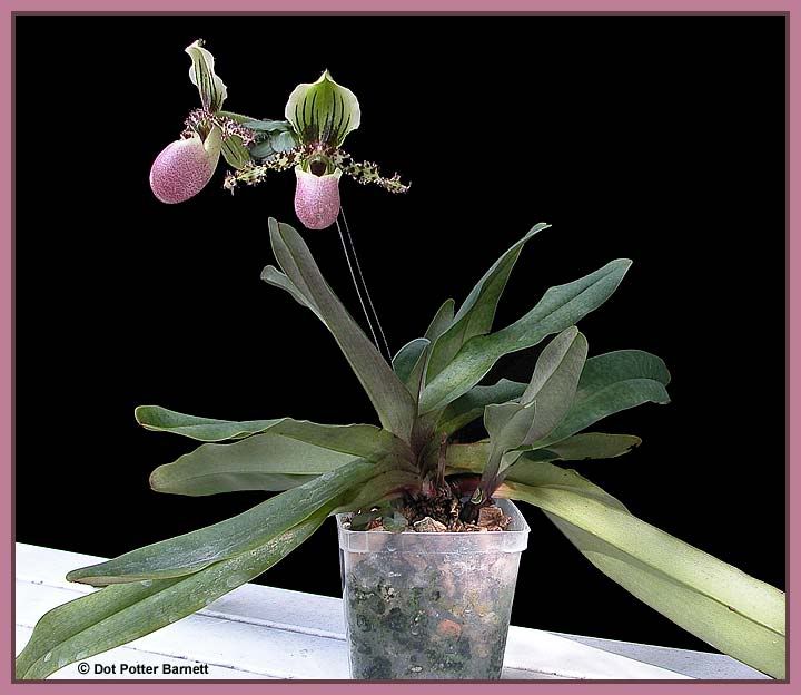 Paph_chamberlainianum-09-plant.jpg