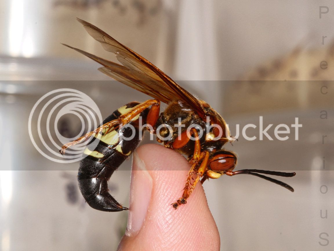 CicadaKiller_3613-sm.jpg