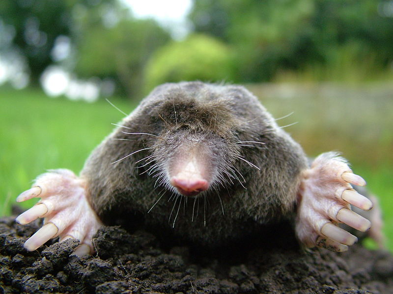 800px-Close-up_of_mole.jpg