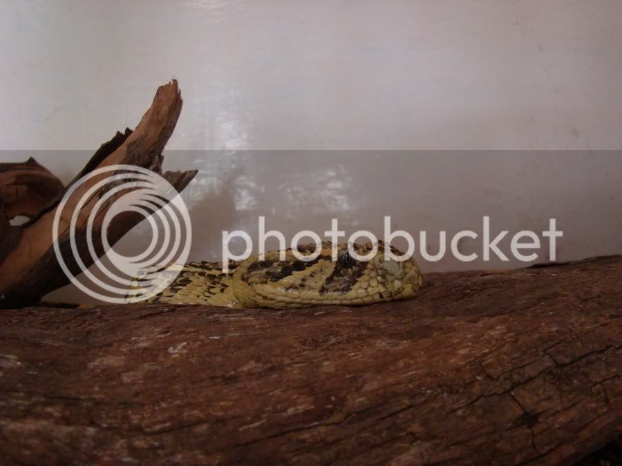 SnakePark19.jpg