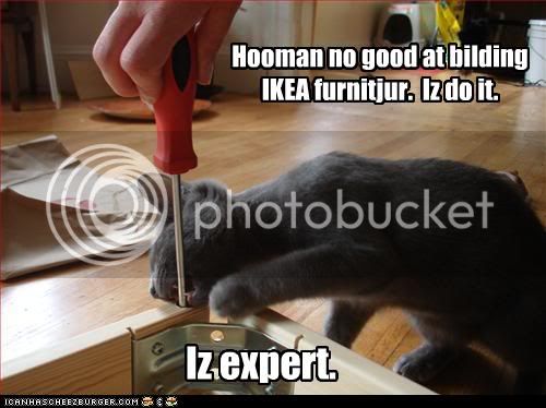funny-pictures-cat-is-expert-with-f.jpg