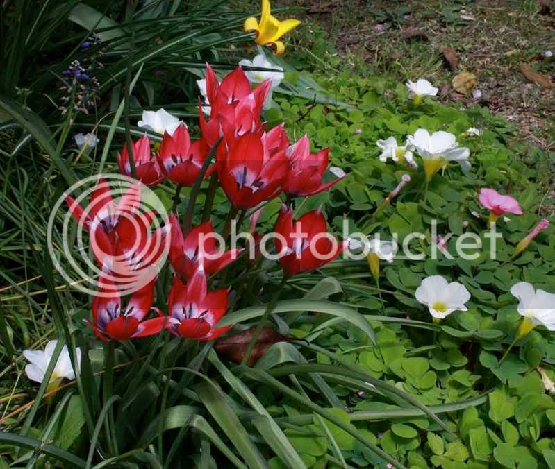 TulipaHumilisSD.jpg