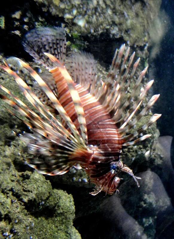 lionfish.jpg