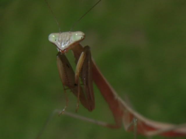 mantis005.jpg