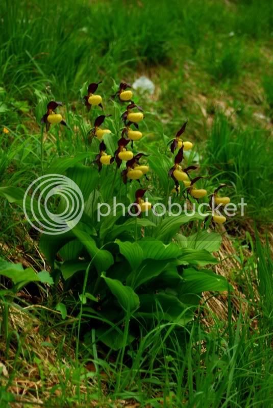 Cypripediumcalceolus2012-05-24Schlechingl1.jpg