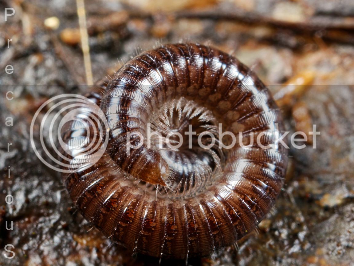 Millipede_9528-sm.jpg