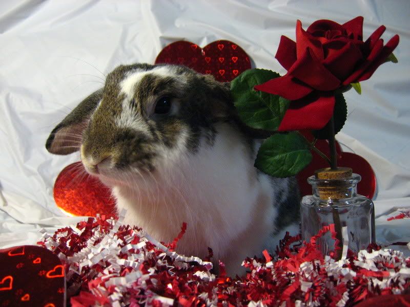 ValentineBunnies019.jpg