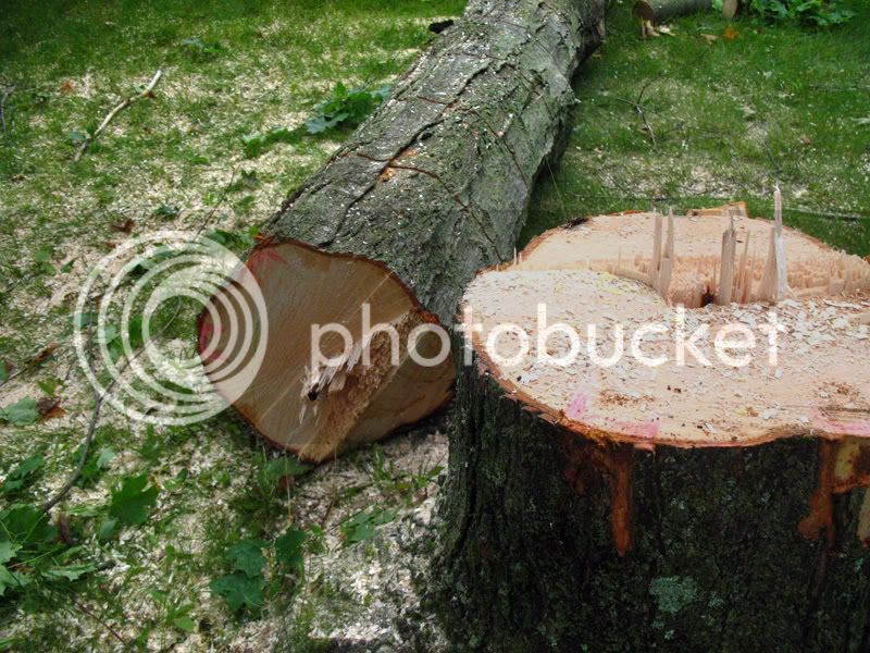 stump1.jpg