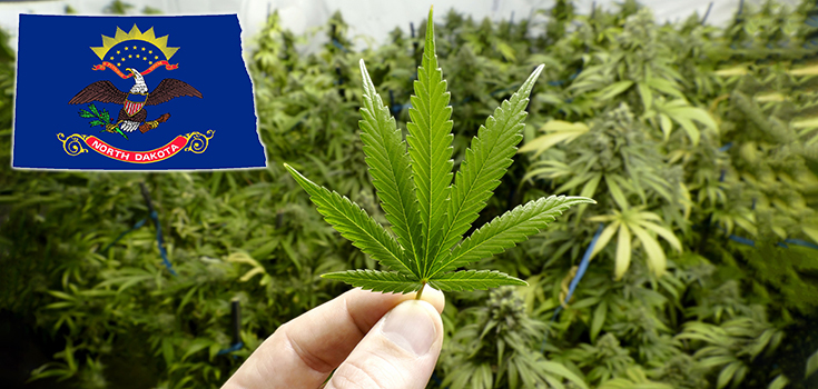 marijuana-farm-cannabis-leaf-north-dakota-735-350.jpg