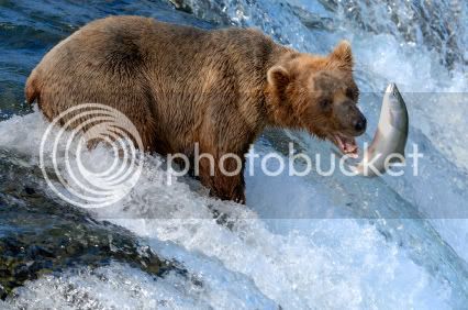 bear-catching-salmon-at-katmai.jpg
