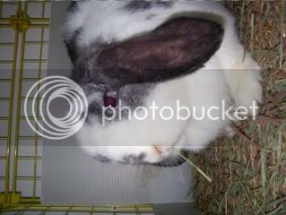 Bunnypictures-Leanne460.jpg