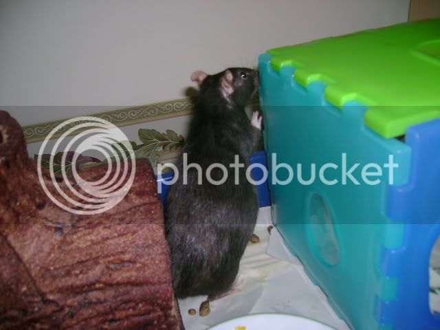 rats361.jpg