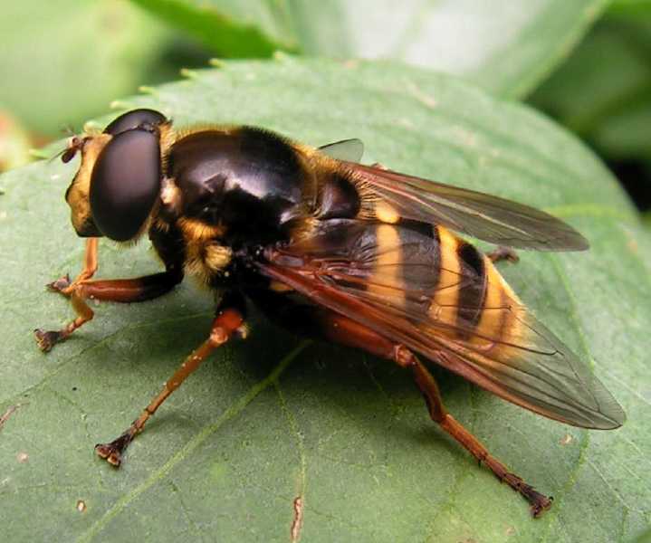 sericomyia_silentis_m_1.jpg