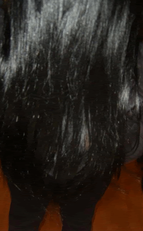 hair4.gif