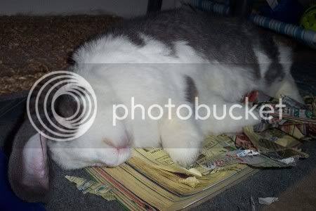 bunnies012.jpg