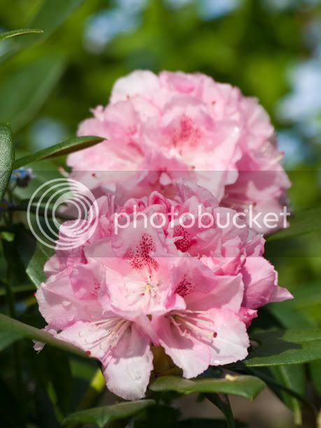 RhododendronIngridMehlquist_web.jpg