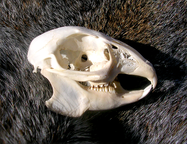 Baby_Rabbit_Skull_by_FossilFeather.png