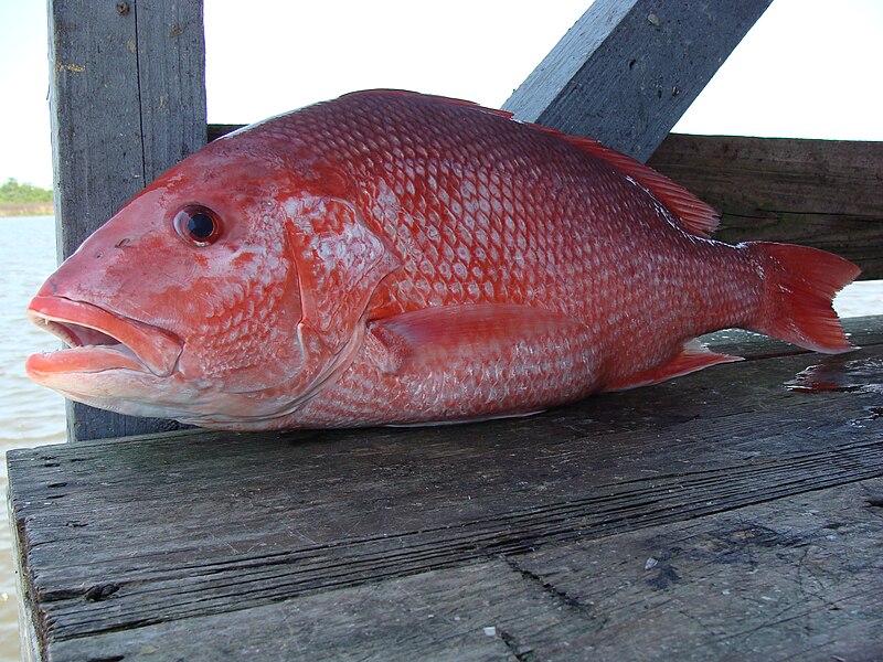 800px-Red_Snapper.jpg