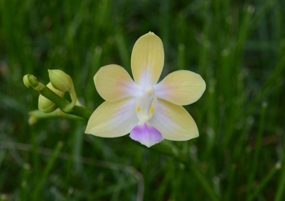 Phal_Buena_Jewelxequestris_alba.jpg