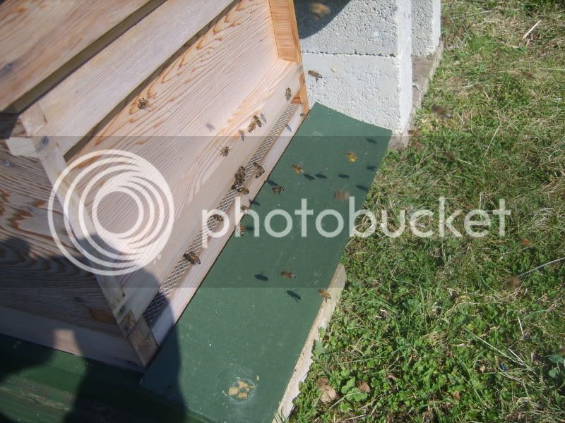 bees026.jpg