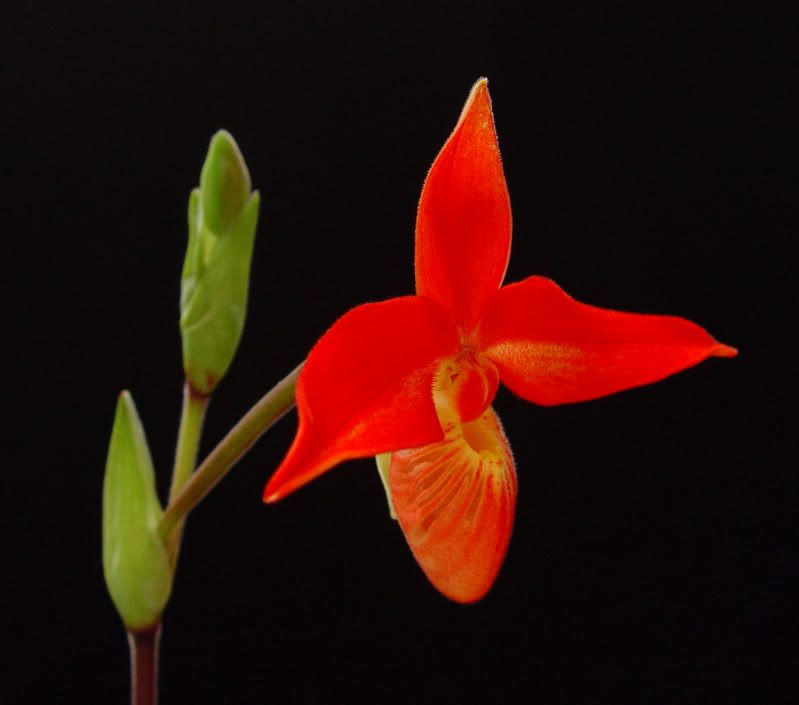 Phragdalesandroi-flowerside-912010.jpg